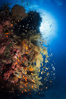 photo-wallpaper-life-explosion-ii