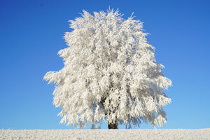 photo-wallpaper-winter-tree