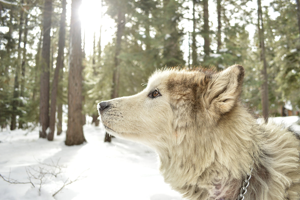 photo-wallpaper-the-alaskan-malamute