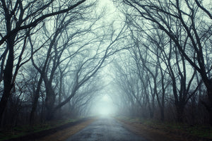 photo-wallpaper-cloud-forest
