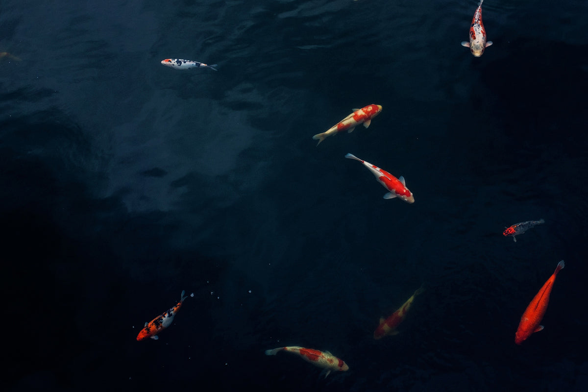photo-wallpaper-fish-in-the-pond