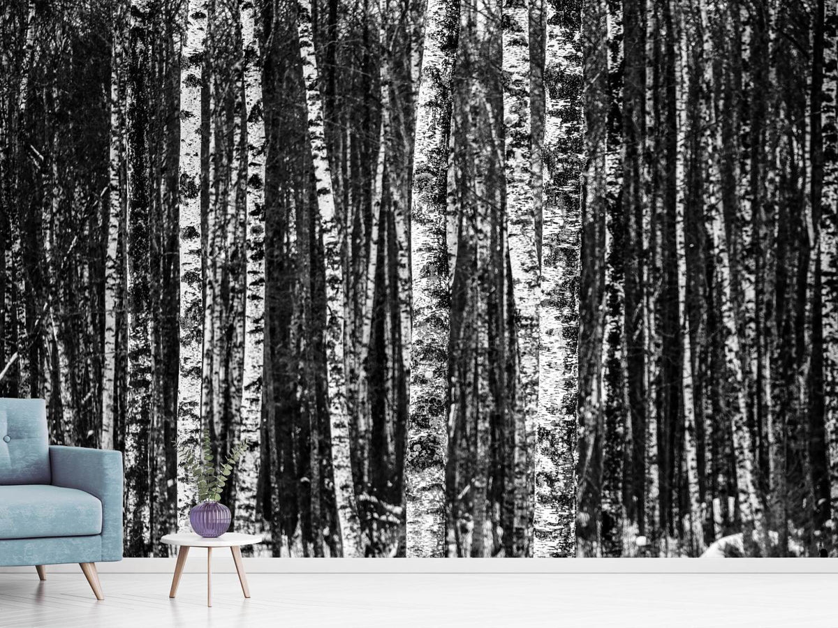 photo-wallpaper-many-birches-xl