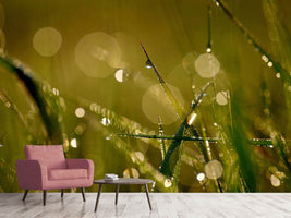 photo-wallpaper-dew-in-the-morning