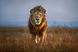 photo-wallpaper-lion-close-up-x