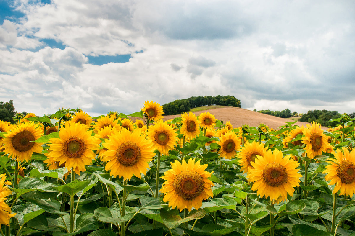 photo-wallpaper-landscape-with-sunflowers