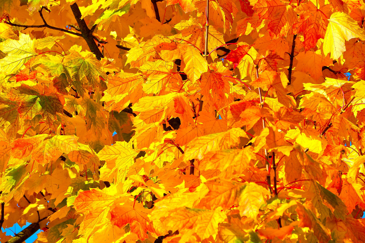 photo-wallpaper-autumn-leaves-ii