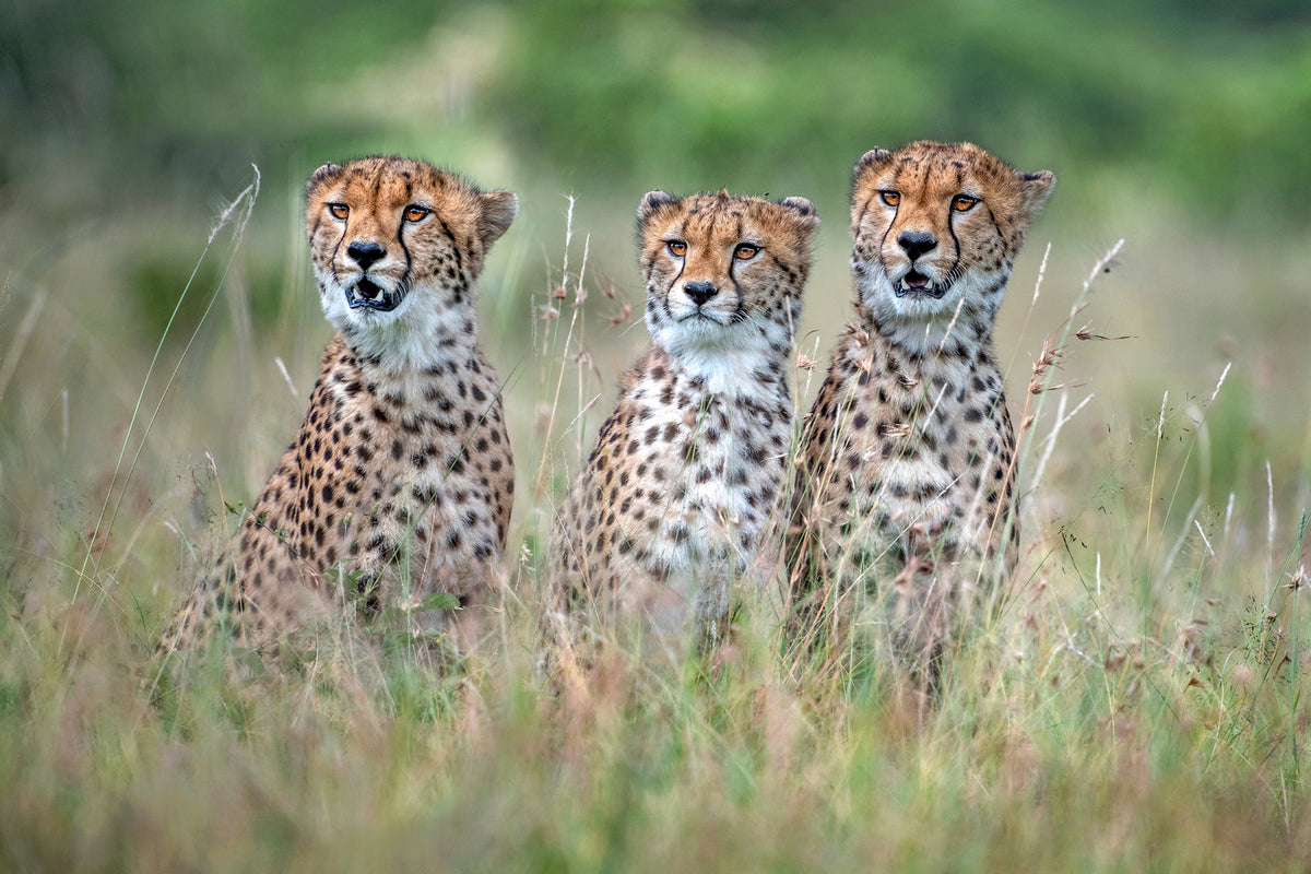 photo-wallpaper-cheetah-cubs-x