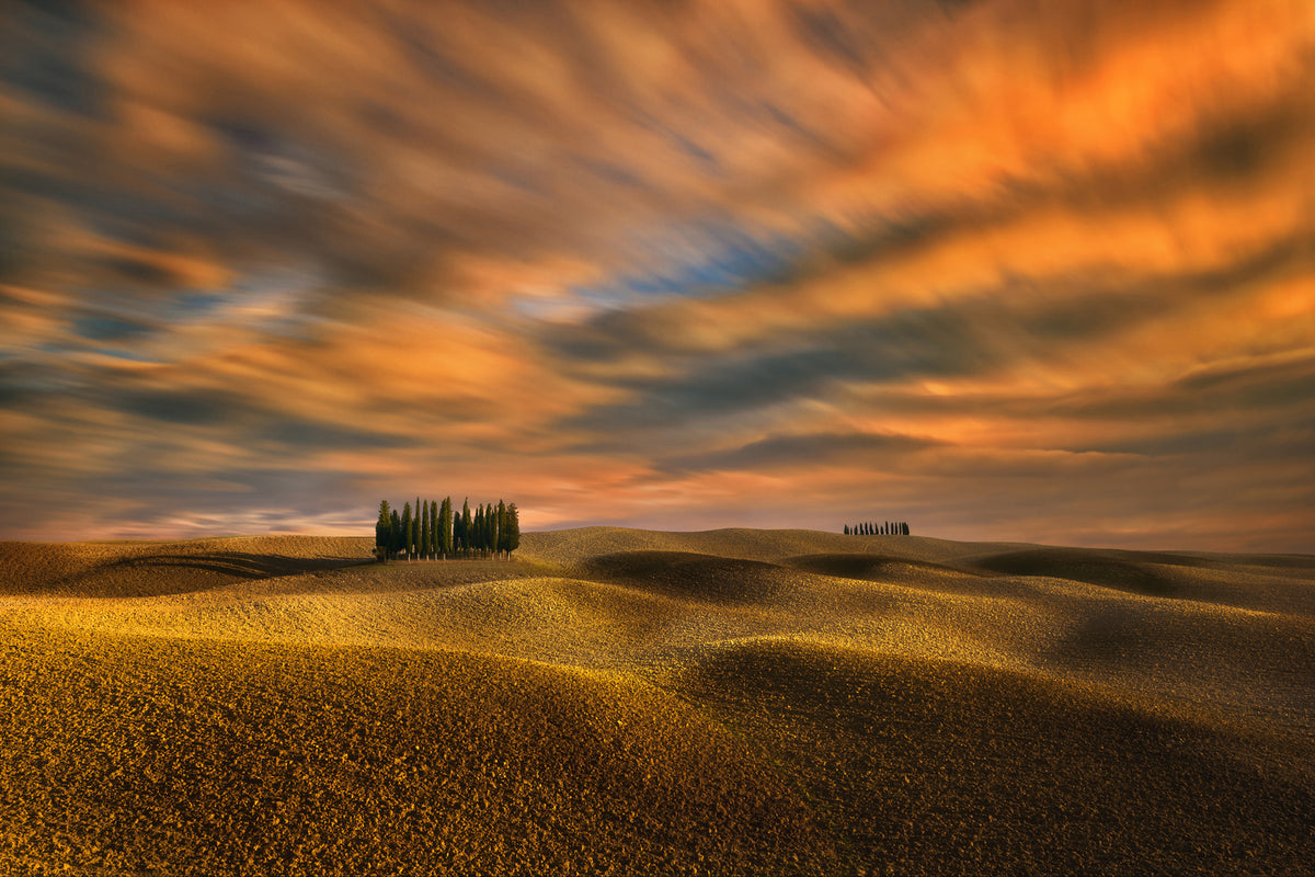 photo-wallpaper-cypresses-x