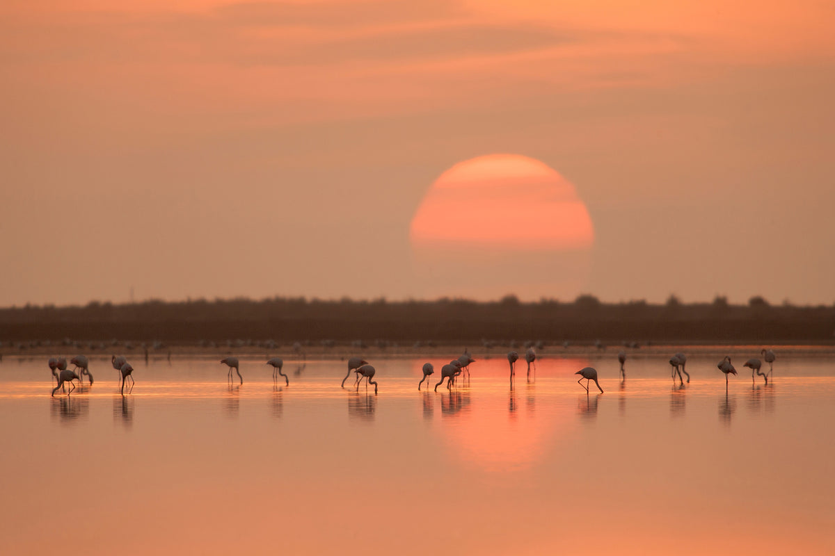 photo-wallpaper-flamingos-at-sunrise-x