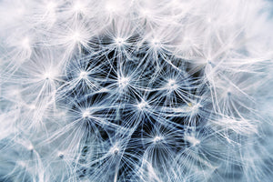 photo-wallpaper-ripe-dandelion-close-up