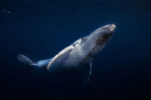 photo-wallpaper-humpback-whale-xbl