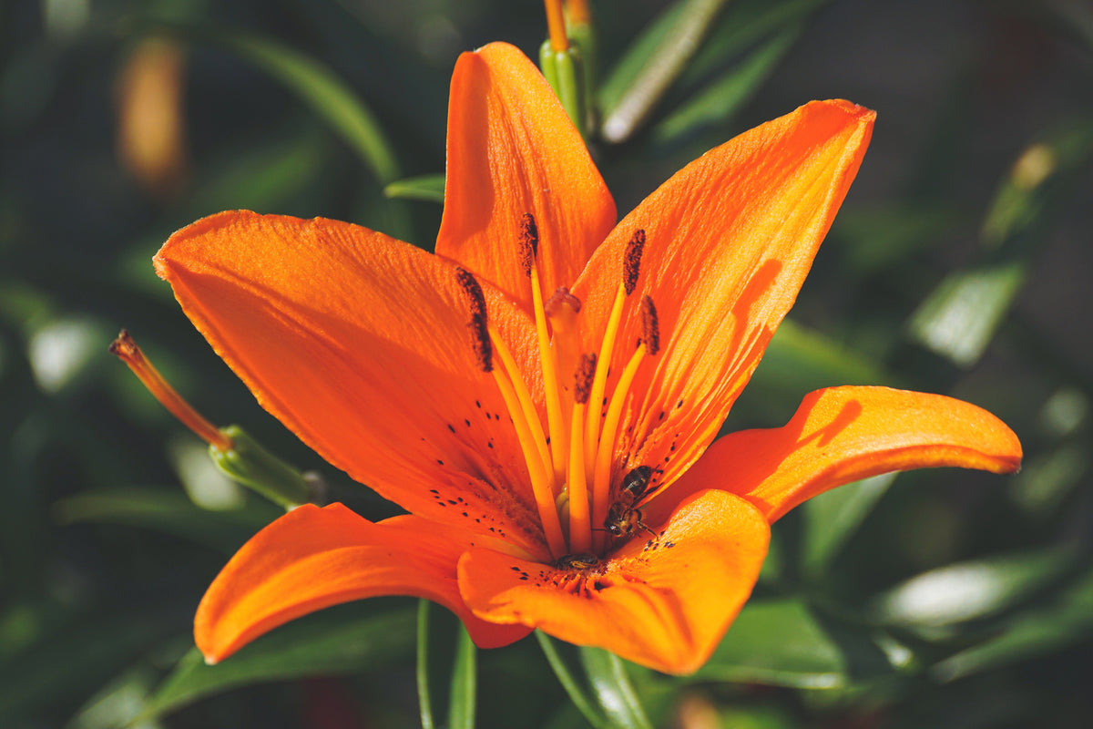 photo-wallpaper-lilies-blossom-in-orange-xl