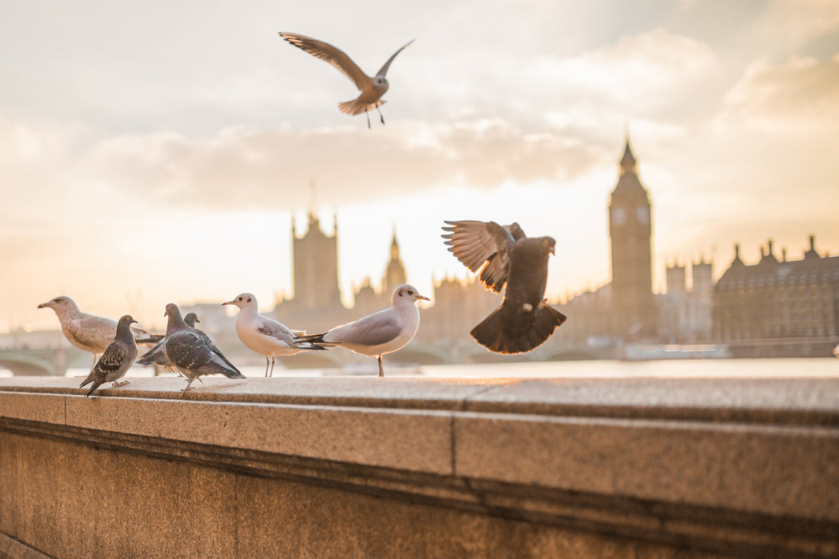 photo-wallpaper-the-pigeons-on-the-roof