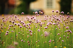 photo-wallpaper-a-meadow-full-of-flowers