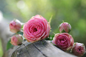 photo-wallpaper-bush-roses