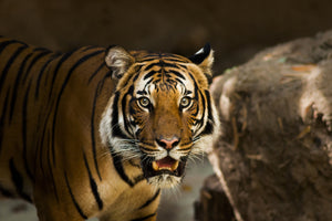 photo-wallpaper-sibirian-tiger