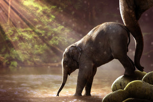 photo-wallpaper-the-elephant-baby