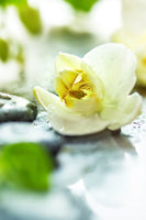 photo-wallpaper-zen-orchid