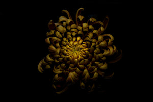 photo-wallpaper-chrysanthemum