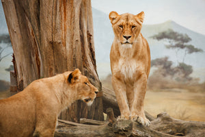 photo-wallpaper-lions-in-africa