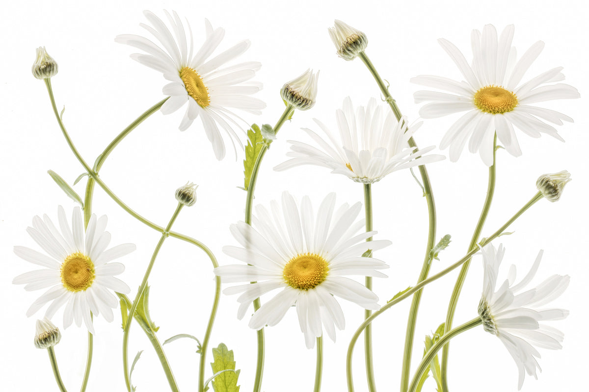 photo-wallpaper-ox-eye-daisies