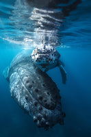 photo-wallpaper-humpback-whale-and-calf