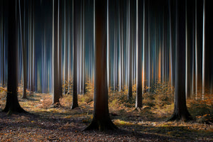 photo-wallpaper-mystic-wood