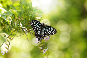 photo-wallpaper-papilio-butterfly-xxl