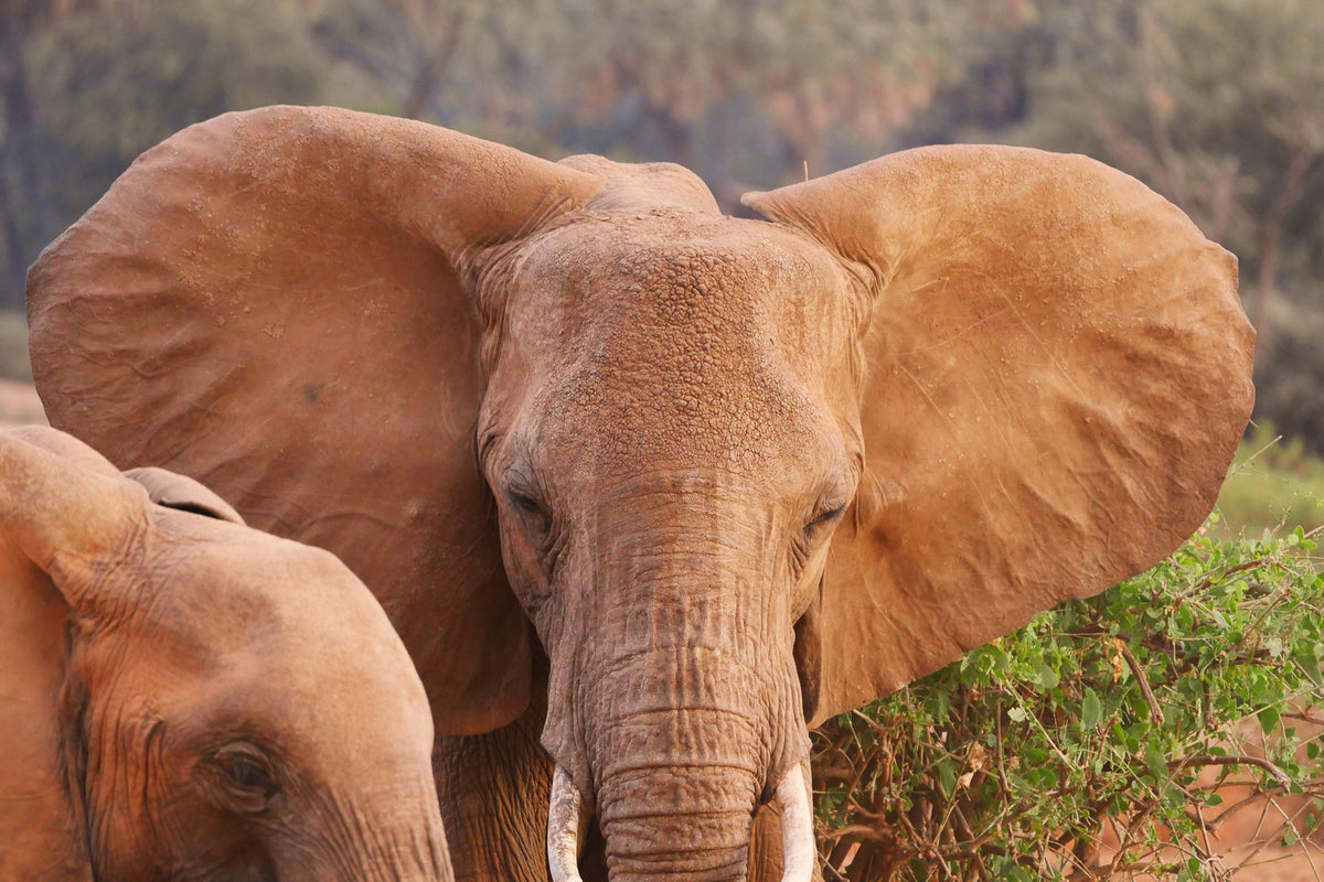 photo-wallpaper-elephant-ears