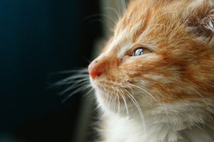 photo-wallpaper-kitten-nose