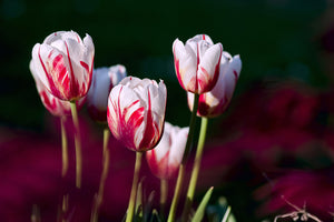 photo-wallpaper-the-beauty-of-the-tulips