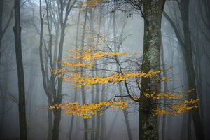 photo-wallpaper-beech-forest-in-autumn