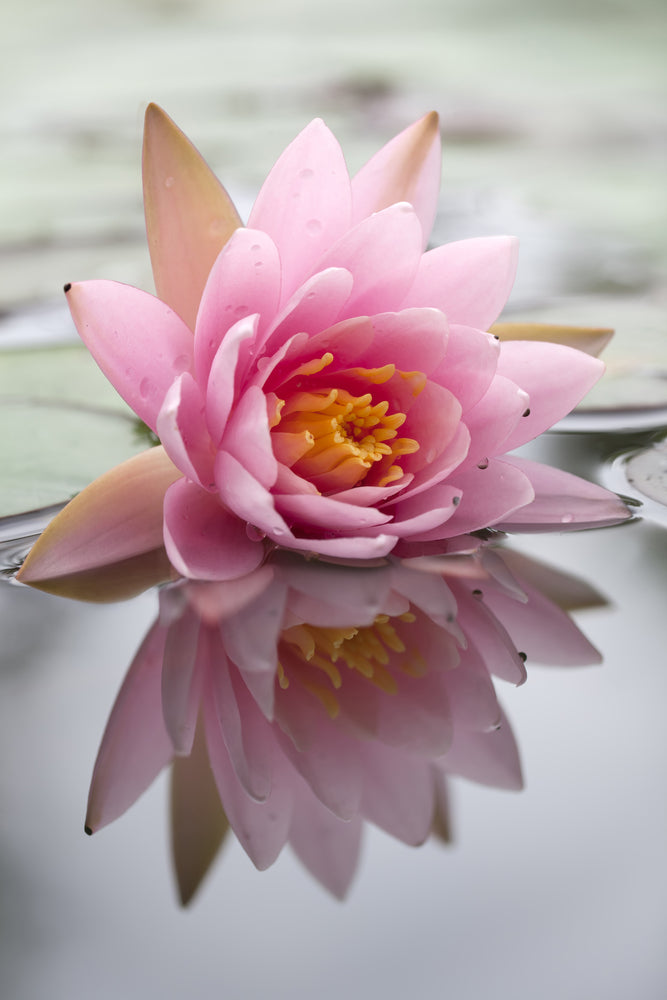 photo-wallpaper-lotus