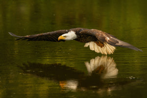 photo-wallpaper-the-reflective-pond