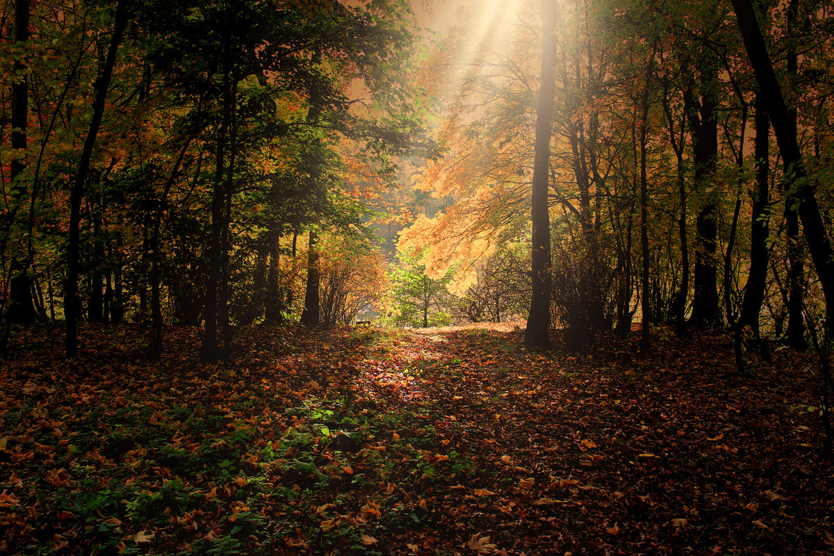 photo-wallpaper-the-deciduous-forest