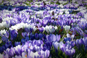 photo-wallpaper-a-field-full-of-crocuses