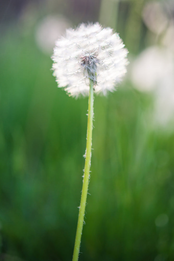 photo-wallpaper-dandelion