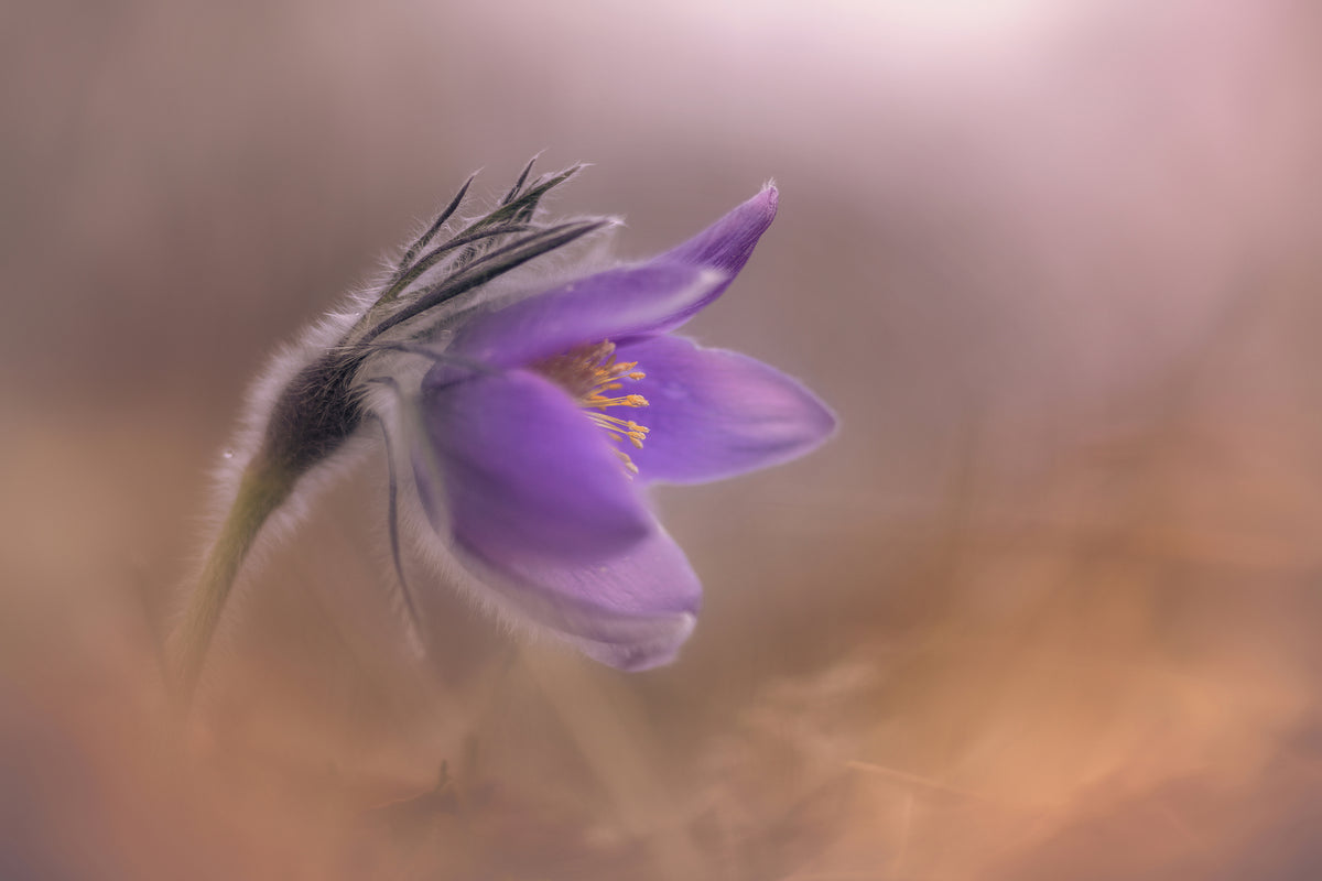 photo-wallpaper-pulsatilla-vulgaris