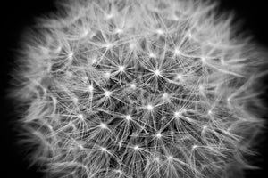 photo-wallpaper-dandelion-in-xxl