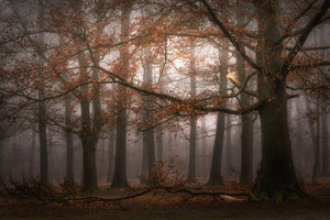 photo-wallpaper-foggy-memory-of-the-past-x