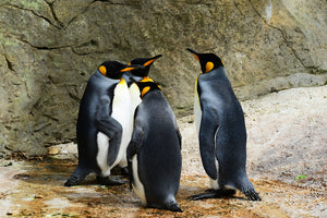 photo-wallpaper-king-penguins