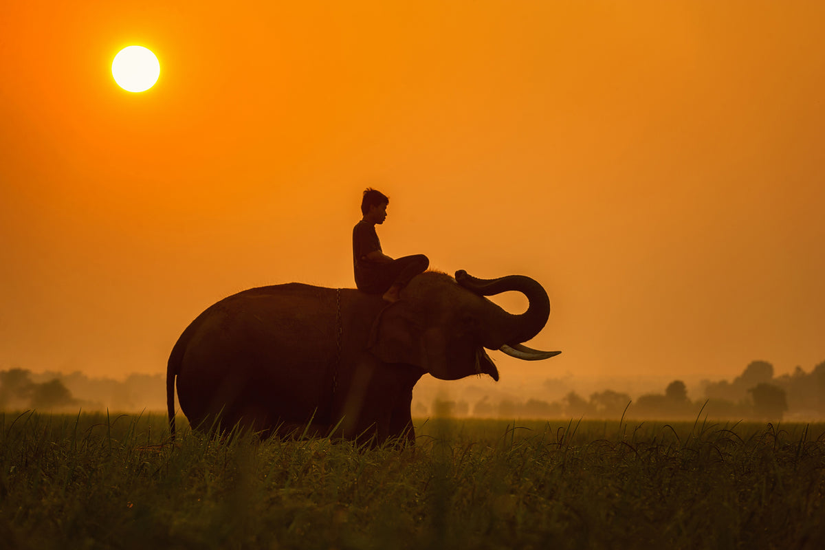 photo-wallpaper-the-holy-elephant