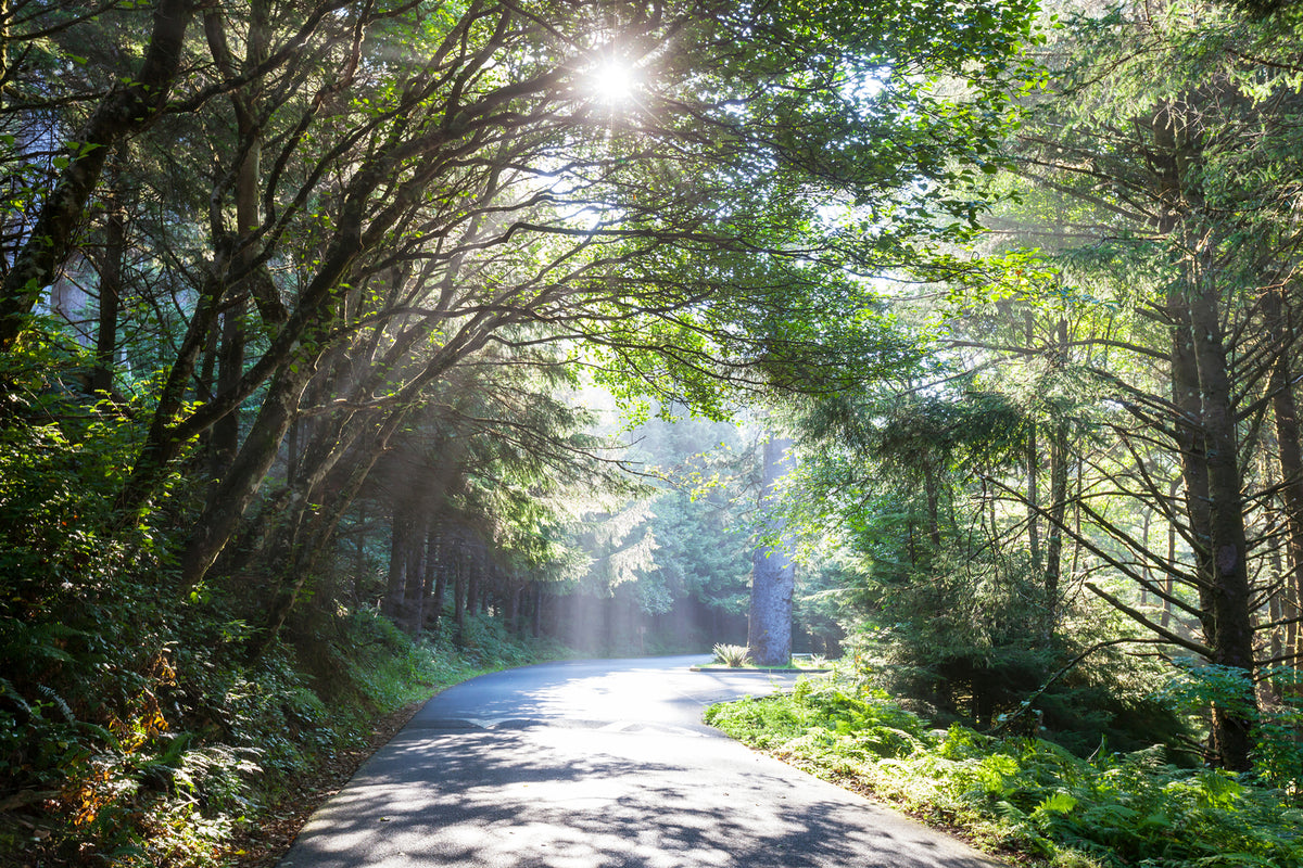 photo-wallpaper-sunny-forest-path