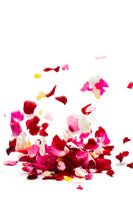 photo-wallpaper-bed-of-rose-foliage