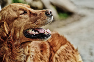 photo-wallpaper-watchful-irish-setter