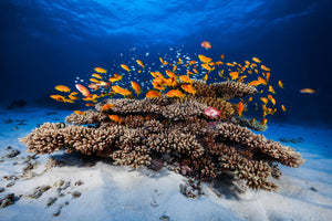 photo-wallpaper-marine-life