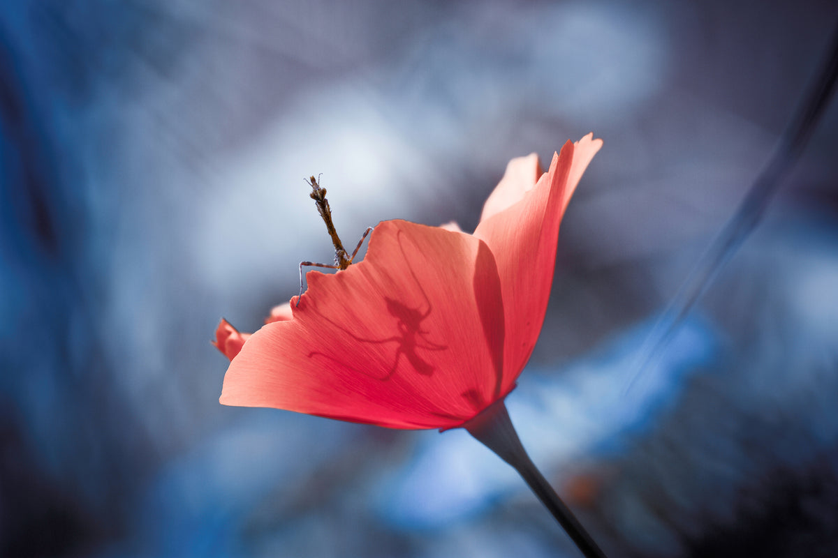 photo-wallpaper-the-poppy-master