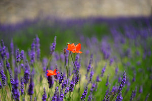 photo-wallpaper-poppy-in-the-lavender