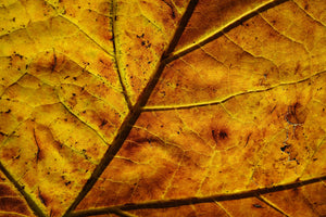 photo-wallpaper-the-autumn-leaf