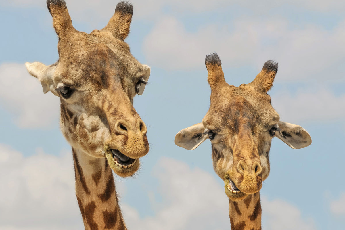 photo-wallpaper-2-giraffes